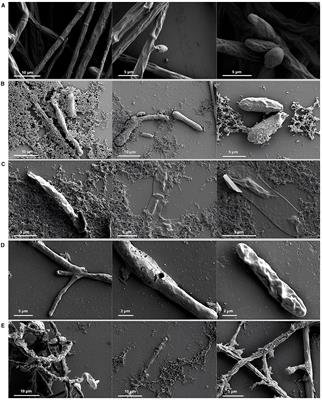 Chemical and genetic characterization of lipopeptides from Bacillus velezensis and Paenibacillus ottowii with activity against Fusarium verticillioides